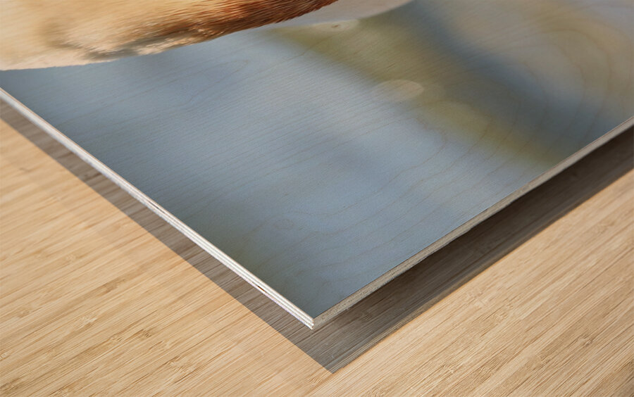 Swan Portrait Wood print