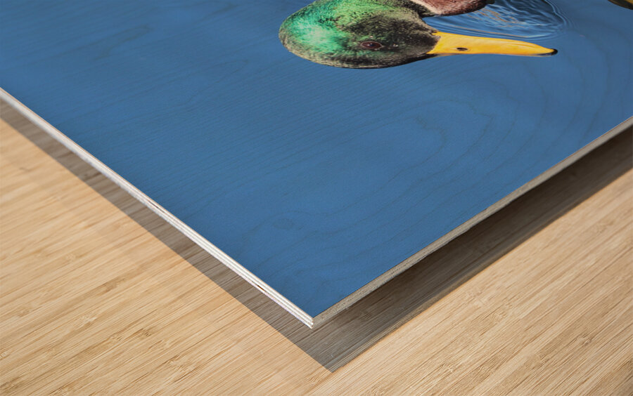 Duck Reflections Wood print