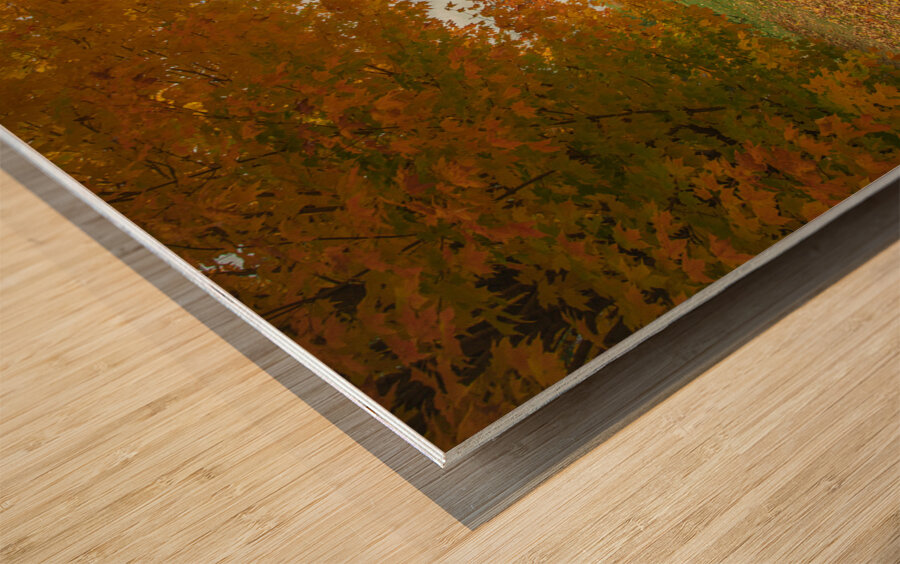 Tranquil Autumn Maple Vibrancy  Wood print